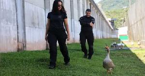 জেলের পাহারাদার রাজহাঁসের একটি দল!