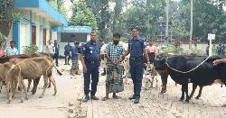 বিএনপি নেতার গোয়ালঘর থেকে ১৩টি চোরাই গরু উদ্ধার