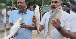 পদ্মার এক ইলিশের দাম ৮ হাজার, পাঙাশ ১৮ হাজার