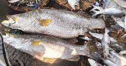 টেকনাফের নাফ নদীতে ধরা পড়ল বিশালাকার দুই কোরাল