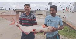 এক পাঙ্গাসের দাম ৩৫ হাজার টাকা
