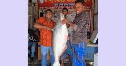 পদ্মার এক পাঙাশ ৬৭ হাজার টাকায় বিক্রি 