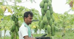 পেঁপে চাষে সফল তরুণ উদ্যোক্তা রাজবাড়ীর আরিফুল