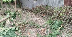সোনাতলায় জমি দখলের চেষ্টা, ৫০ গাছ কেটে নেয়ার অভিযোগ 