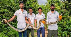 উখিয়ায় লোকালয় থেকে ১০ ফুটের বার্মিজ অজগর উদ্ধার, বনে অবমুক্ত