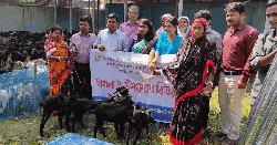 বদলগাছীতে ১৫০টি ক্ষুদ্র নৃ-গোষ্ঠী পরিবারে দু’টি করে ছাগল বিতরণ