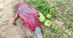 বদলগাছীতে ডাব চুরি করতে গিয়ে গাছ থেকে পড়ে নিহত ১ 