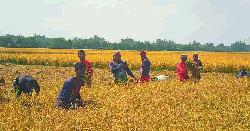 নন্দীগ্রামে আগাম জাতের আমন ধান কাটা-মাড়াই শুরু