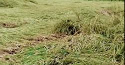 কাহারোলে বৃষ্টিতে আমন ধানের ব্যাপক ক্ষতি