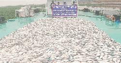 ৪ হাজার কেজি জাটকা জব্দ করেছে কোস্ট গার্ড