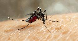 ডেঙ্গুতে এক দিনে ১০ জনের মৃত্যু