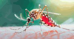 গত ২৪ ঘণ্টায় ডেঙ্গুতে ৫ জনের মৃত্যু 