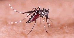 ডেঙ্গুতে আরও ২ জনের মৃত্যু