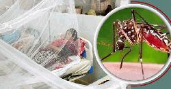 ডেঙ্গুতে গত ২৪ ঘণ্টায় ৫ জনের মৃত্যু, হাসপাতালে ভর্তি ১১৩৯