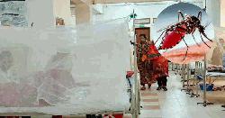 ডেঙ্গুতে আরও ৫ জনের মৃত্যু, হাসপাতালে ভর্তি ১১৩৯