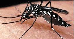 ডেঙ্গুতে ৮ জনের মৃত্যু, হাসপাতালে ভর্তি ৭৭৮ জন 