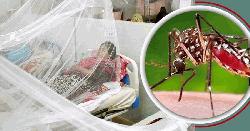 ডেঙ্গুতে আরও ৩ জনের মৃত্যু, হাসপাতালে ভর্তি ৬১৫