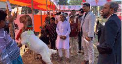 দেবীদ্বারে জাতীয় প্রাণিসম্পদ সপ্তাহ ও প্রদর্শনী অনুষ্ঠিত   