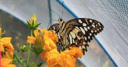 শুধুই আনন্দ নয়, গবেষণায় জীবন্ত এক প্রদর্শনী: জাবির প্রজাপতি মেলা