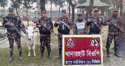 ডিমলায় থানার হাট সীমান্তে বিজিবির অভিযানে ভারতীয় গরুসহ আটক ১ 