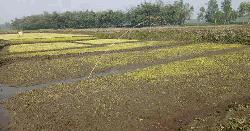 ডিমলায় ঘন কুয়াশা ও শীতে ক্ষতিগ্রস্ত বোরো ধানের বীজতলা