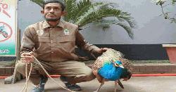 কুড়িগ্রামে আহত অবস্থায় বিরল প্রজাতির ময়ূর উদ্ধার