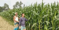 উলিপুরে তিস্তার চরাঞ্চল জুড়ে ভুট্টার চাষ