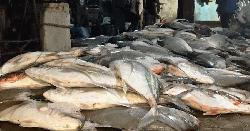 সেন্টমার্টিন উপকূলে জেলেদের জালে বিপুল নাগু মাছ, বিক্রি ২০ লাখ টাকায়