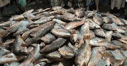 টেকনাফ উপকূলে এক জালে ৬ হাজার কেজি লাল কোরাল, বিক্রি ৩৫ লাখ টাকা