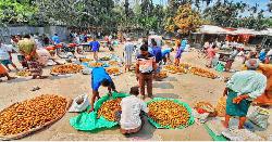 সুপারির ভালো ফলন, কিন্তু দাম নিয়ে হতাশ কৃষকরা 