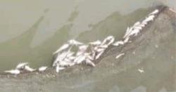 মধ্যনগরে বিষ প্রয়োগ করে মাছ নিধন 