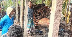 ডিমলায় কয়েলের আগুনে পুড়লো ৪টি গরু-ছাগল, ৬ লাখ টাকার ক্ষতি