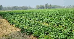 ঠাকুরগাঁওয়ে আলুর বাজারে ধস, উৎপাদন খরচ না ওঠায় বিপাকে কৃষক