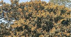 ফাল্গুনে গাছে গাছে আমের মুকুল ছড়াচ্ছে মিষ্টি ঘ্রাণ, স্বপ্ন কৃষকের মনে