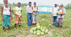 তজুমদ্দিনে পতিত জমিতে তরমুজ চাষে সফলতা      