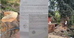 নিজ উদ্যোগে সরকারি গাছ কেটে বিপাকে রেলের হিসাব কর্মকর্তা