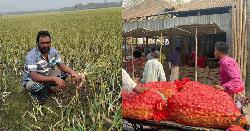 বাম্পার ফলনেও চোখে জল ফরিদপুরে পেঁয়াজ চাষে লোকসানে কৃষক