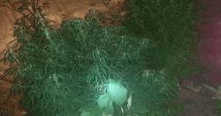 ধর্মপাশায় অবৈধ ৪টি গাঁজা গাছসহ আটক ১ 