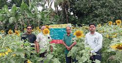 সূর্যমুখীতে লাভের স্বপ্ন দেখছেন সিংড়ার কৃষক জাকির