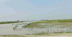 খালিয়াজুরীর কৃষকের কপালে দুশ্চিন্তার ভাঁজ