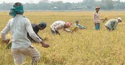 খালিয়াজুরীতে বুরো ধান কাটা শুরু, শিলাবৃষ্টির আতঙ্কে কৃষক
