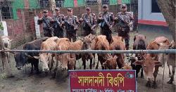 কসবাসহ বিভিন্ন  সীমান্তে বিজিবির অভিযান, গরুসহ ভারতীয় মালামাল জব্দ