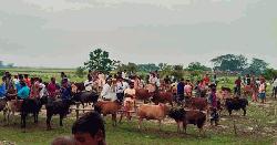 মধ্যনগরের বংশীকুন্ডা বাজারে চালু হলো সাপ্তাহিক পশুর হাট