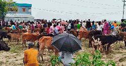 মধ্যনগরের বংশীকুন্ডা বাজারে চালু হলো সাপ্তাহিক পশুর হাট