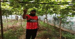 শৈশবের স্বপ্ন থেকে মিষ্টি আঙুর চাষ, প্রথম বছরেই আয় লাখ টাকা