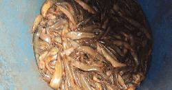 বিরামপুরে মাগুর মাছে রং মিশিয়ে দেশি হিসেবে বিক্রির চেষ্টা