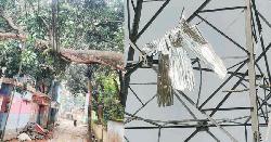 মধ্যরাতের ঝড়ে লণ্ডভণ্ড শেরপুর