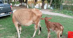আমতলীতে বাছুরসহ চোরাই গরু উদ্ধার, গ্রেফতার ১