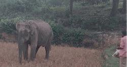 চকরিয়ায় অসুস্থ বন্য মা-হাতির মৃত্যু 