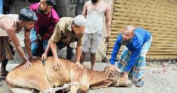 রাজধানীর পাড়া-মহল্লায় চলছে পশু কোরবানি